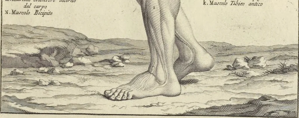 An illustration from Anatomia per uso et intelligenza del disegno : ricercata non solo su gl'ossi e muscoli del corpo humano, ma dimostrata ancora su le statue antiche più insigni di Roma, delineata in piu tauole con tutte le figure in varie faccie e vedute per istudio della Regia academia di Francia pittura e scultura, 1691, leaf 78