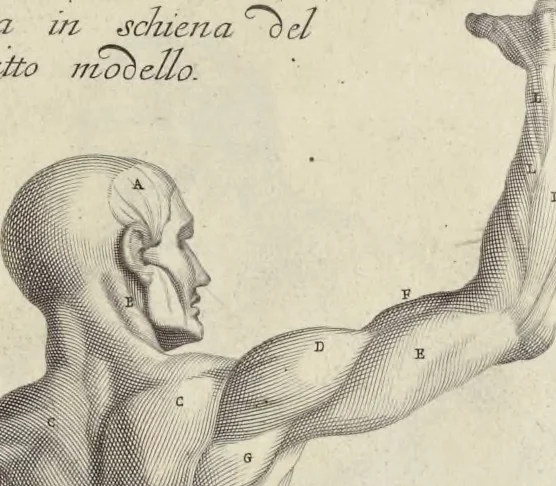 An illustration from Anatomia per uso et intelligenza del disegno : ricercata non solo su gl'ossi e muscoli del corpo humano, ma dimostrata ancora su le statue antiche più insigni di Roma, delineata in piu tauole con tutte le figure in varie faccie e vedute per istudio della Regia academia di Francia pittura e scultura, 1691, leaf 80