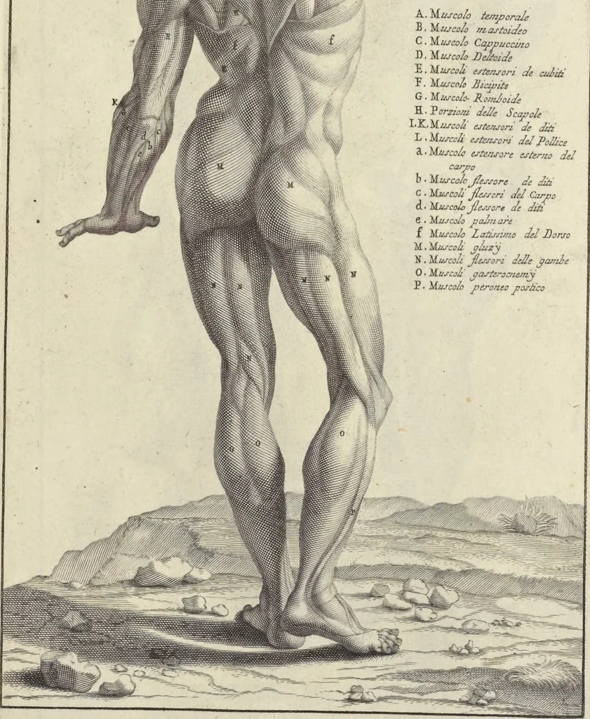 An illustration from Anatomia per uso et intelligenza del disegno : ricercata non solo su gl'ossi e muscoli del corpo humano, ma dimostrata ancora su le statue antiche più insigni di Roma, delineata in piu tauole con tutte le figure in varie faccie e vedute per istudio della Regia academia di Francia pittura e scultura, 1691, leaf 80
