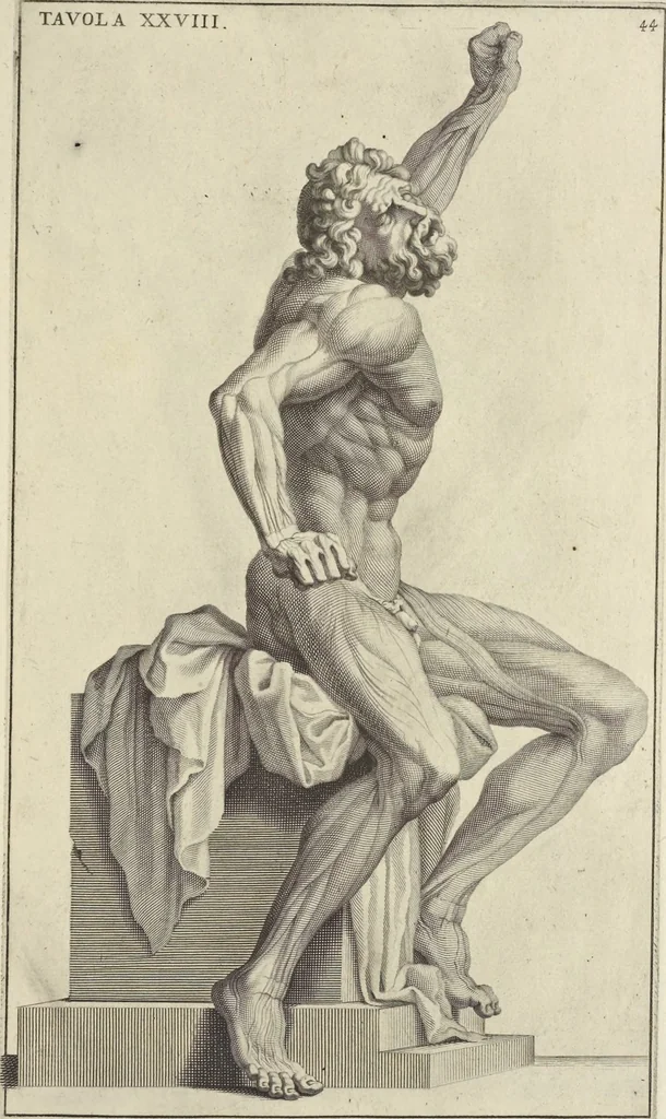An illustration from Anatomia per uso et intelligenza del disegno : ricercata non solo su gl'ossi e muscoli del corpo humano, ma dimostrata ancora su le statue antiche più insigni di Roma, delineata in piu tauole con tutte le figure in varie faccie e vedute per istudio della Regia academia di Francia pittura e scultura, 1691, leaf 90