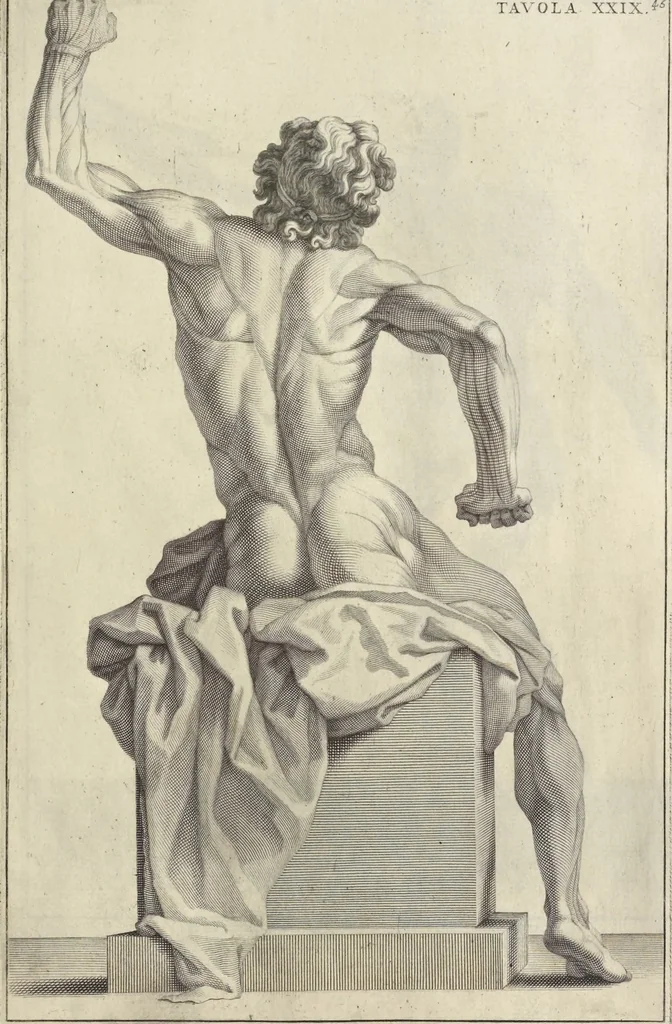 An illustration from Anatomia per uso et intelligenza del disegno : ricercata non solo su gl'ossi e muscoli del corpo humano, ma dimostrata ancora su le statue antiche più insigni di Roma, delineata in piu tauole con tutte le figure in varie faccie e vedute per istudio della Regia academia di Francia pittura e scultura, 1691, leaf 92