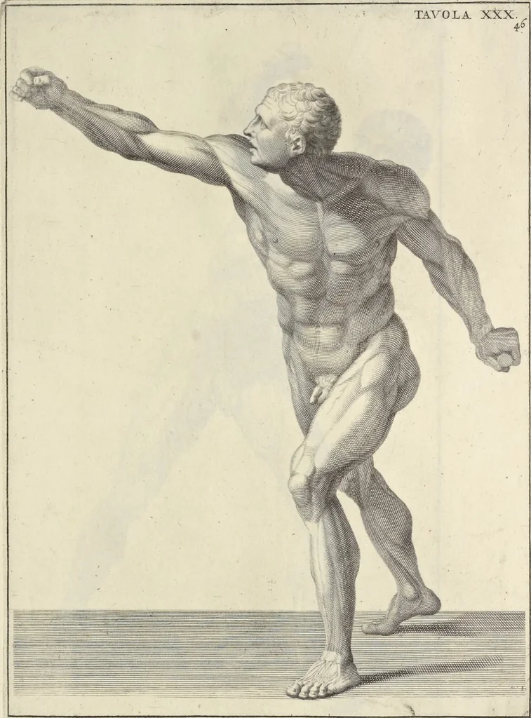 An illustration from Anatomia per uso et intelligenza del disegno : ricercata non solo su gl'ossi e muscoli del corpo humano, ma dimostrata ancora su le statue antiche più insigni di Roma, delineata in piu tauole con tutte le figure in varie faccie e vedute per istudio della Regia academia di Francia pittura e scultura, 1691, leaf 94
