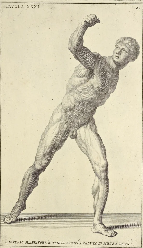 An illustration from Anatomia per uso et intelligenza del disegno : ricercata non solo su gl'ossi e muscoli del corpo humano, ma dimostrata ancora su le statue antiche più insigni di Roma, delineata in piu tauole con tutte le figure in varie faccie e vedute per istudio della Regia academia di Francia pittura e scultura, 1691, leaf 96