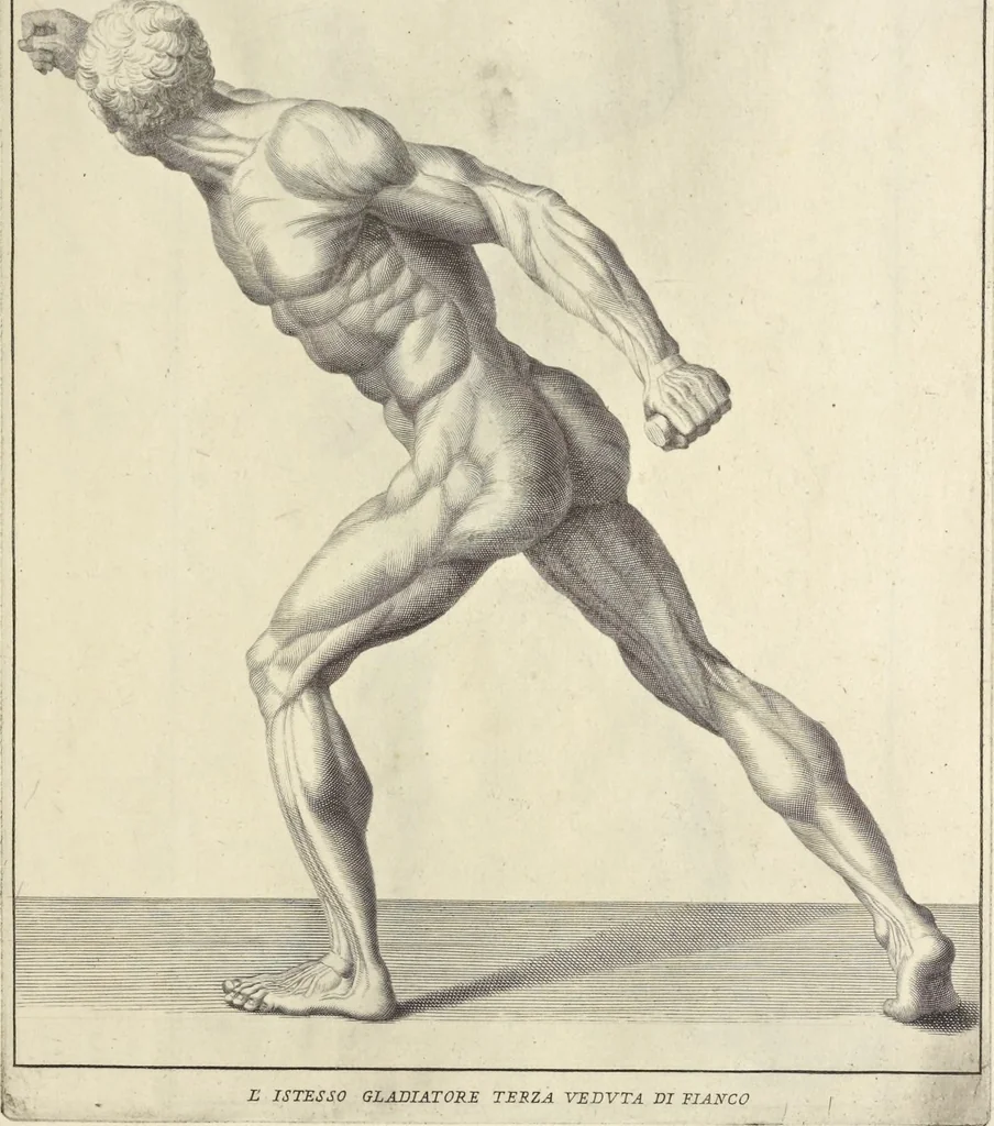 An illustration from Anatomia per uso et intelligenza del disegno : ricercata non solo su gl'ossi e muscoli del corpo humano, ma dimostrata ancora su le statue antiche più insigni di Roma, delineata in piu tauole con tutte le figure in varie faccie e vedute per istudio della Regia academia di Francia pittura e scultura, 1691, leaf 98