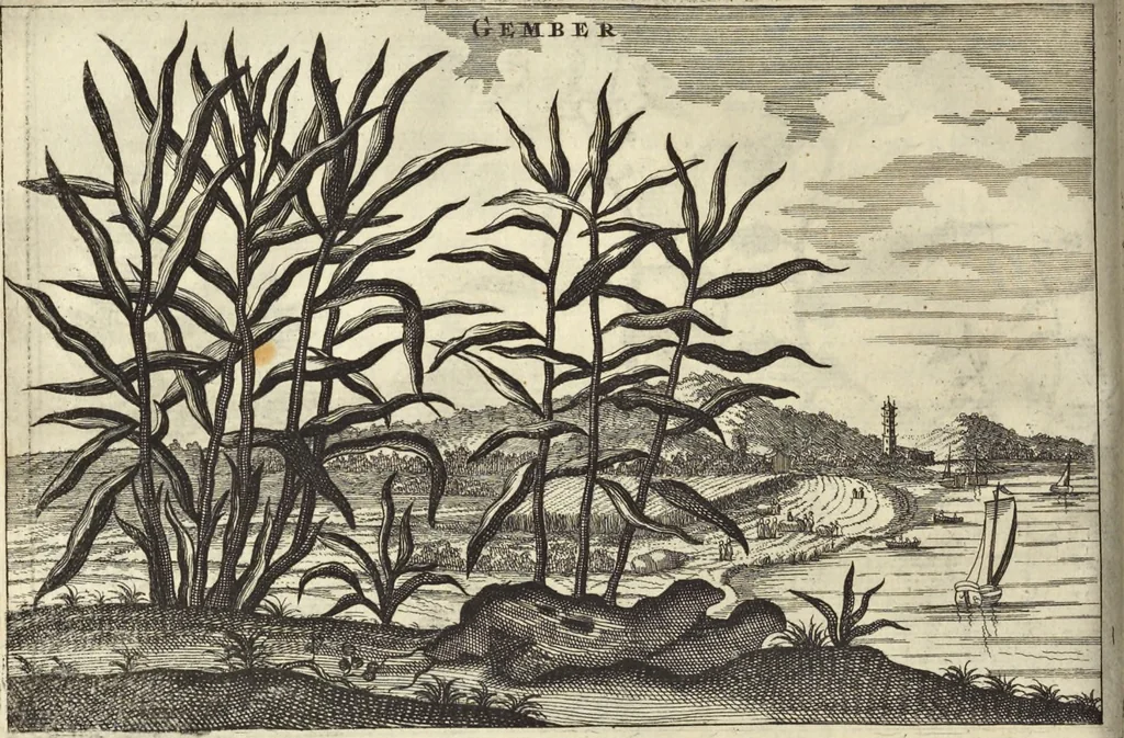 An illustration from Het gezandtschap der Neêrlandtsche Oost-Indische Compagnie, aan den grooten Tartarischen Cham, den tegenwoordigen keizer van China : waar in de gedenkwaerdigste geschiedenissen, die onder het reizen door de Sineesche landtschappen, Quantung, Kiangsi, Nanking, Xantung en Peking, en aan het keizerlyke hof te Peking, zedert den jaare 1655 tot 1657 zyn voorgevallen, op het bondigste verhandelt worden : beneffens een naauwkeurige beschryvinge der Sineesche steden, dorpen, regeering, weetenschappen, handwerken, zeden, godsdiensten, gebouwen, drachten, scheepen, bergen, gewaffen, dieren, &c. en oorlogen tegen de Tarters : verçiert met over de 150 afbeeldtsels, na 't leven in Sina, 1693, leaf 475