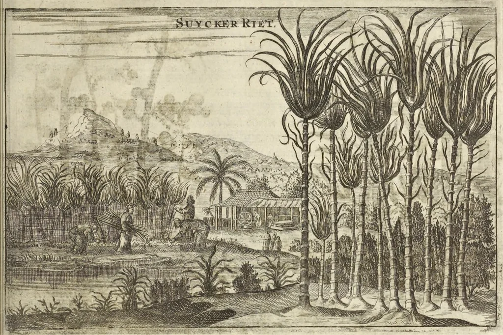 An illustration from Het gezandtschap der Neêrlandtsche Oost-Indische Compagnie, aan den grooten Tartarischen Cham, den tegenwoordigen keizer van China : waar in de gedenkwaerdigste geschiedenissen, die onder het reizen door de Sineesche landtschappen, Quantung, Kiangsi, Nanking, Xantung en Peking, en aan het keizerlyke hof te Peking, zedert den jaare 1655 tot 1657 zyn voorgevallen, op het bondigste verhandelt worden : beneffens een naauwkeurige beschryvinge der Sineesche steden, dorpen, regeering, weetenschappen, handwerken, zeden, godsdiensten, gebouwen, drachten, scheepen, bergen, gewaffen, dieren, &c. en oorlogen tegen de Tarters : verçiert met over de 150 afbeeldtsels, na 't leven in Sina, 1693, leaf 484