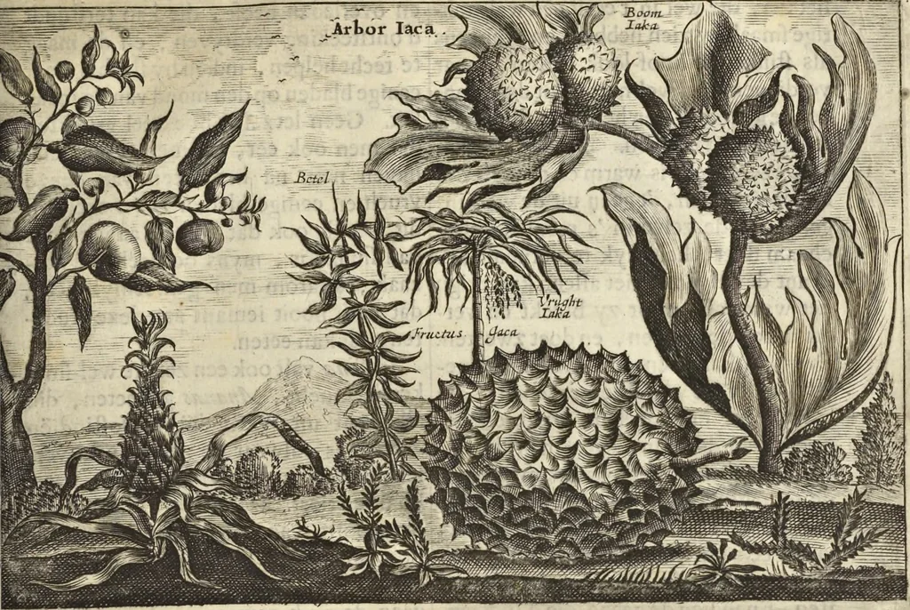 An illustration from Het gezandtschap der Neêrlandtsche Oost-Indische Compagnie, aan den grooten Tartarischen Cham, den tegenwoordigen keizer van China : waar in de gedenkwaerdigste geschiedenissen, die onder het reizen door de Sineesche landtschappen, Quantung, Kiangsi, Nanking, Xantung en Peking, en aan het keizerlyke hof te Peking, zedert den jaare 1655 tot 1657 zyn voorgevallen, op het bondigste verhandelt worden : beneffens een naauwkeurige beschryvinge der Sineesche steden, dorpen, regeering, weetenschappen, handwerken, zeden, godsdiensten, gebouwen, drachten, scheepen, bergen, gewaffen, dieren, &c. en oorlogen tegen de Tarters : verçiert met over de 150 afbeeldtsels, na 't leven in Sina, 1693, leaf 502