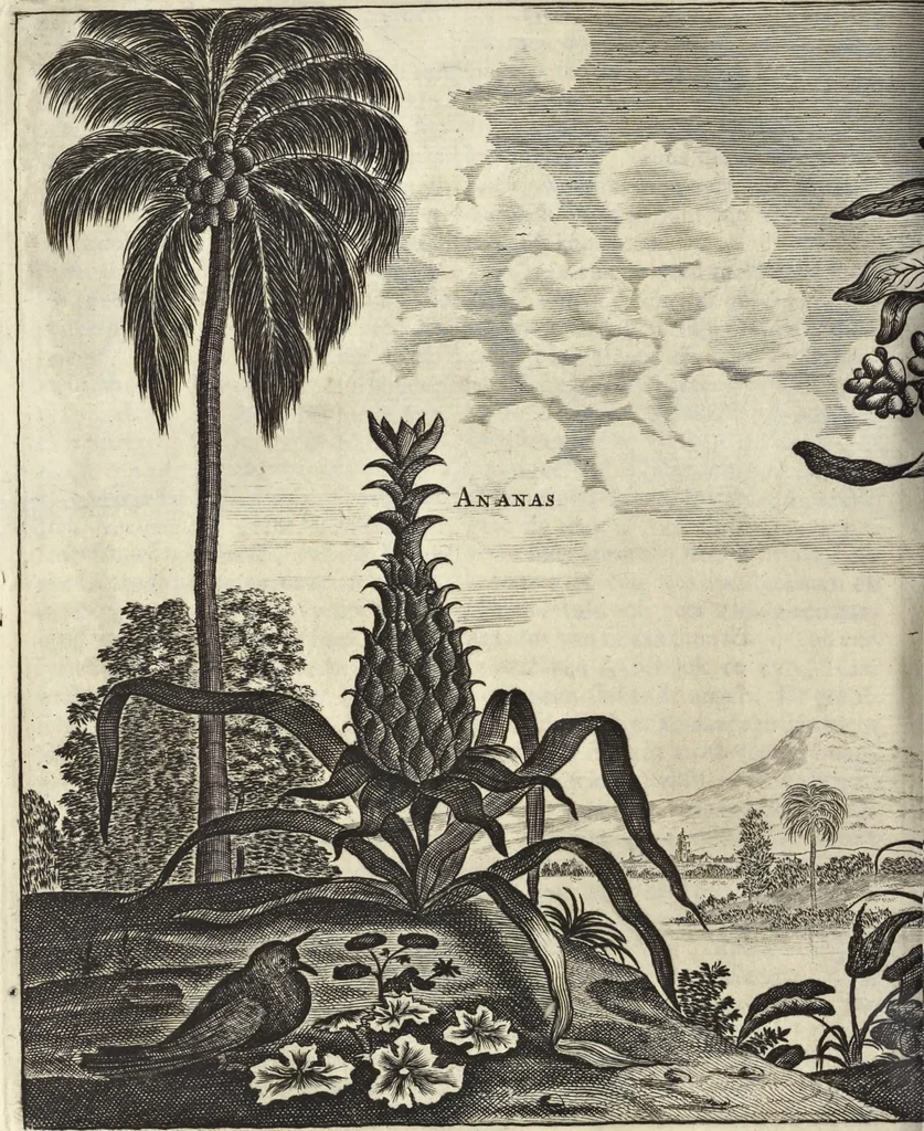 An illustration from Het gezandtschap der Neêrlandtsche Oost-Indische Compagnie, aan den grooten Tartarischen Cham, den tegenwoordigen keizer van China : waar in de gedenkwaerdigste geschiedenissen, die onder het reizen door de Sineesche landtschappen, Quantung, Kiangsi, Nanking, Xantung en Peking, en aan het keizerlyke hof te Peking, zedert den jaare 1655 tot 1657 zyn voorgevallen, op het bondigste verhandelt worden : beneffens een naauwkeurige beschryvinge der Sineesche steden, dorpen, regeering, weetenschappen, handwerken, zeden, godsdiensten, gebouwen, drachten, scheepen, bergen, gewaffen, dieren, &c. en oorlogen tegen de Tarters : verçiert met over de 150 afbeeldtsels, na 't leven in Sina, 1693, leaf 505