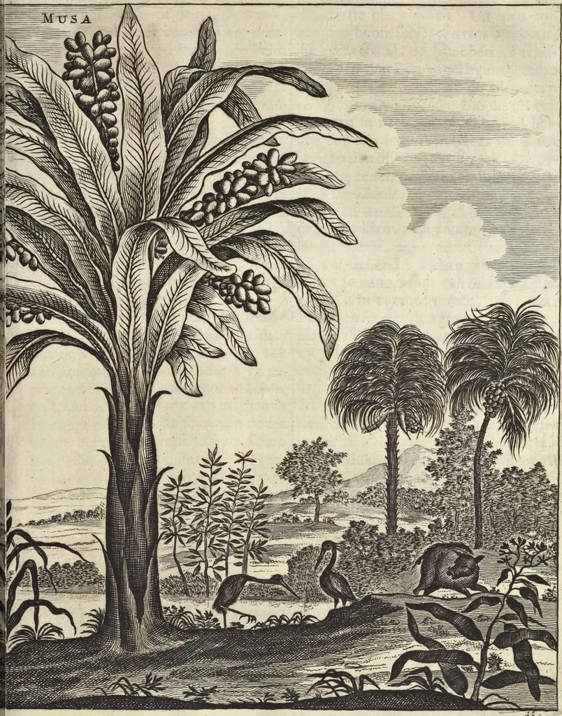 An illustration from Het gezandtschap der Neêrlandtsche Oost-Indische Compagnie, aan den grooten Tartarischen Cham, den tegenwoordigen keizer van China : waar in de gedenkwaerdigste geschiedenissen, die onder het reizen door de Sineesche landtschappen, Quantung, Kiangsi, Nanking, Xantung en Peking, en aan het keizerlyke hof te Peking, zedert den jaare 1655 tot 1657 zyn voorgevallen, op het bondigste verhandelt worden : beneffens een naauwkeurige beschryvinge der Sineesche steden, dorpen, regeering, weetenschappen, handwerken, zeden, godsdiensten, gebouwen, drachten, scheepen, bergen, gewaffen, dieren, &c. en oorlogen tegen de Tarters : verçiert met over de 150 afbeeldtsels, na 't leven in Sina, 1693, leaf 506