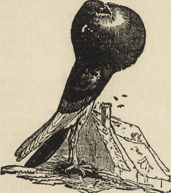 An illustration from Beeton's housewife's treasury of domestic information : comprising complete and practical instructions on the house and its furniture, artistic decoration economy, toilet, children, etiquette, domestic and fancy needlework, dressmaking and millinery, and all other household matters : with every requisite direction to secure the comfort, elegance, and prosperity of the home : a companion volume to "Mrs. Beeton's book of household management" : profusely illustrated, 1879, leaf 1060
