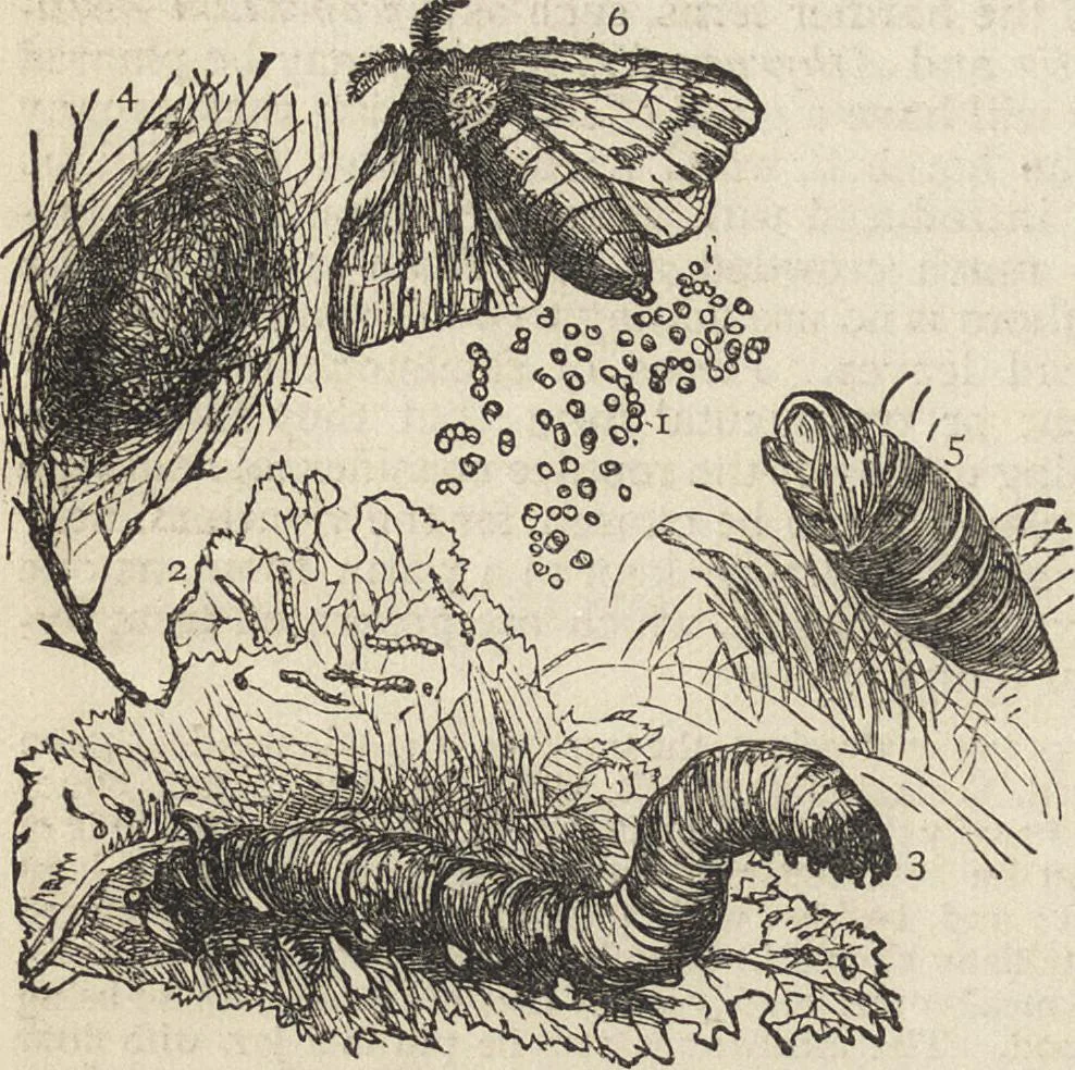 An illustration from Beeton's housewife's treasury of domestic information : comprising complete and practical instructions on the house and its furniture, artistic decoration economy, toilet, children, etiquette, domestic and fancy needlework, dressmaking and millinery, and all other household matters : with every requisite direction to secure the comfort, elegance, and prosperity of the home : a companion volume to "Mrs. Beeton's book of household management" : profusely illustrated, 1879, leaf 1069