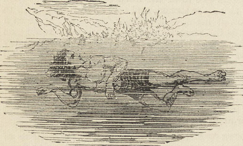 An illustration from Beeton's housewife's treasury of domestic information : comprising complete and practical instructions on the house and its furniture, artistic decoration economy, toilet, children, etiquette, domestic and fancy needlework, dressmaking and millinery, and all other household matters : with every requisite direction to secure the comfort, elegance, and prosperity of the home : a companion volume to "Mrs. Beeton's book of household management" : profusely illustrated, 1879, leaf 1105