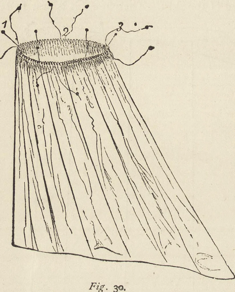 An illustration from Beeton's housewife's treasury of domestic information : comprising complete and practical instructions on the house and its furniture, artistic decoration economy, toilet, children, etiquette, domestic and fancy needlework, dressmaking and millinery, and all other household matters : with every requisite direction to secure the comfort, elegance, and prosperity of the home : a companion volume to "Mrs. Beeton's book of household management" : profusely illustrated, 1879, leaf 793