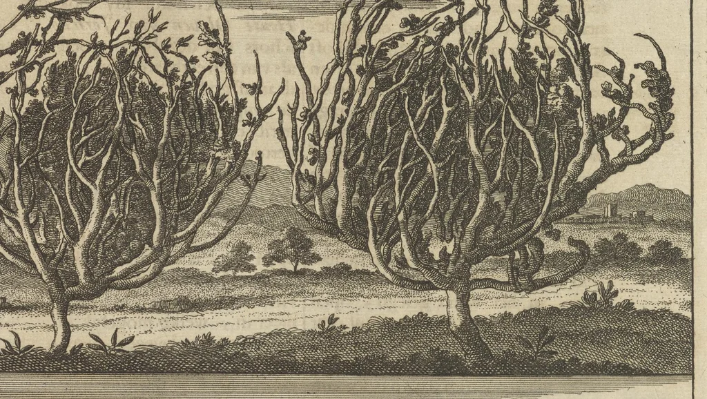 An illustration from Reizen van Cornelis de Bruyn, door de vermaardste deelen van Klein Asia, de eylanden Scio, Rhodus, Cyprus, Metelino, Stanchio, &c., mitsgaders de voornaamste steden van Aegypten, Syrien en Palestina : verrijkt met meer als 200 kopere konstplaaten, vertoonende de beroemdste landschappen, steden, &c. alles door den autheur selfs na het leven afgetekend, 1698, leaf 544