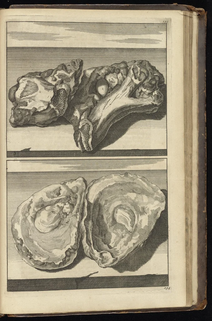 An illustration from Reizen van Cornelis de Bruyn, door de vermaardste deelen van Klein Asia, de eylanden Scio, Rhodus, Cyprus, Metelino, Stanchio, &c., mitsgaders de voornaamste steden van Aegypten, Syrien en Palestina : verrijkt met meer als 200 kopere konstplaaten, vertoonende de beroemdste landschappen, steden, &c. alles door den autheur selfs na het leven afgetekend, 1698, leaf 670
