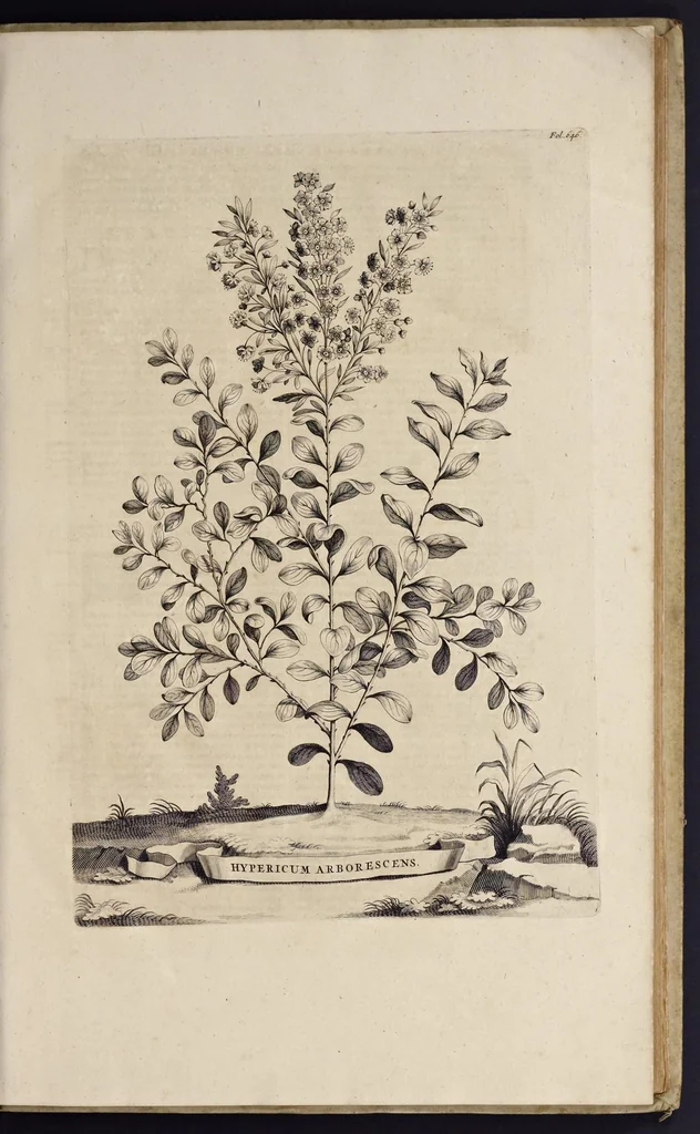 An illustration from Naauwkeurige beschryving der aardgewassen : waar in de veelerley aart en bijzondere eigenschappen der boomen, heesters, kruyden, bloemen, met haare vrugten, zaden, wortelen en bollen, neevens derzelver waare voort-teeling, gelukkige aanwinning, en heylzaame genees-krachten : na een veel-jarige oeffening en eigen ondervinding, in drie onderscheide boeken, naauwkeuriglijk beschreeven worden, 1696, leaf 10