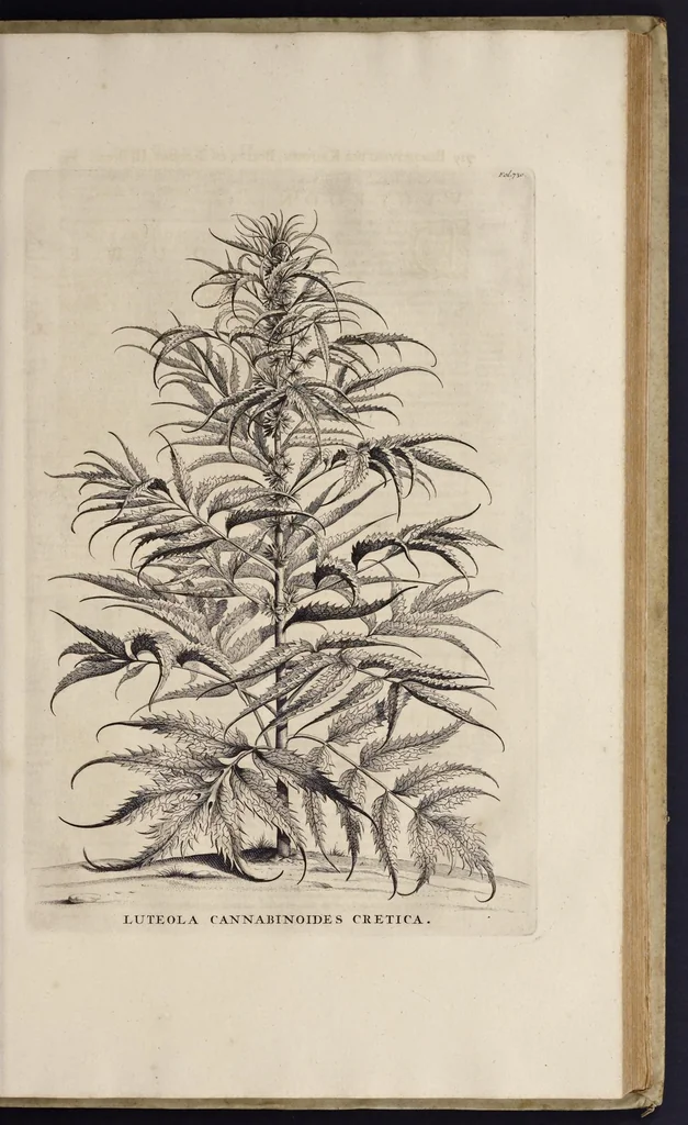 An illustration from Naauwkeurige beschryving der aardgewassen : waar in de veelerley aart en bijzondere eigenschappen der boomen, heesters, kruyden, bloemen, met haare vrugten, zaden, wortelen en bollen, neevens derzelver waare voort-teeling, gelukkige aanwinning, en heylzaame genees-krachten : na een veel-jarige oeffening en eigen ondervinding, in drie onderscheide boeken, naauwkeuriglijk beschreeven worden, 1696, leaf 110