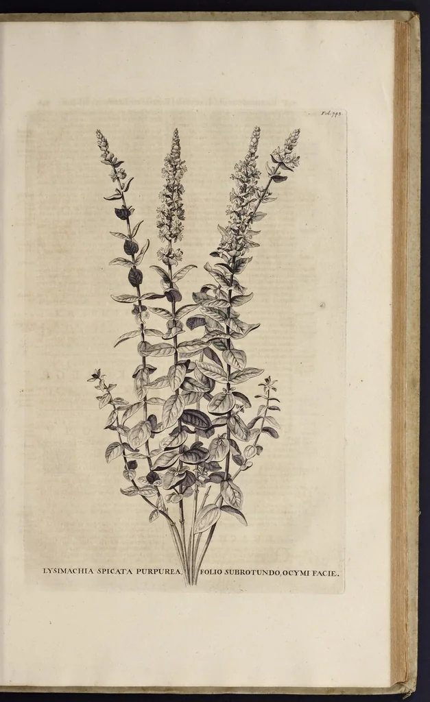 An illustration from Naauwkeurige beschryving der aardgewassen : waar in de veelerley aart en bijzondere eigenschappen der boomen, heesters, kruyden, bloemen, met haare vrugten, zaden, wortelen en bollen, neevens derzelver waare voort-teeling, gelukkige aanwinning, en heylzaame genees-krachten : na een veel-jarige oeffening en eigen ondervinding, in drie onderscheide boeken, naauwkeuriglijk beschreeven worden, 1696, leaf 120