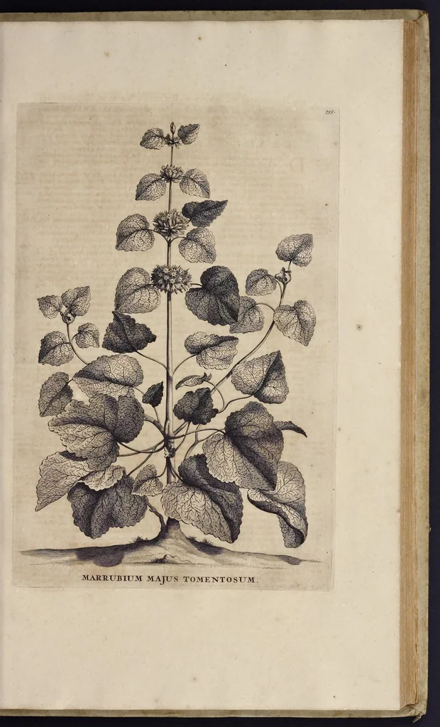 An illustration from Naauwkeurige beschryving der aardgewassen : waar in de veelerley aart en bijzondere eigenschappen der boomen, heesters, kruyden, bloemen, met haare vrugten, zaden, wortelen en bollen, neevens derzelver waare voort-teeling, gelukkige aanwinning, en heylzaame genees-krachten : na een veel-jarige oeffening en eigen ondervinding, in drie onderscheide boeken, naauwkeuriglijk beschreeven worden, 1696, leaf 132