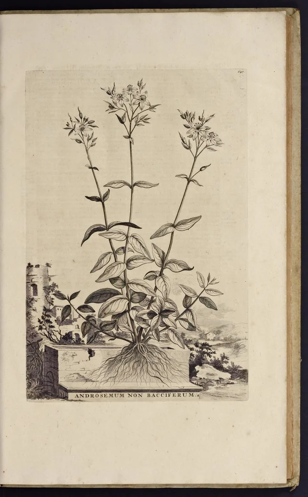 An illustration from Naauwkeurige beschryving der aardgewassen : waar in de veelerley aart en bijzondere eigenschappen der boomen, heesters, kruyden, bloemen, met haare vrugten, zaden, wortelen en bollen, neevens derzelver waare voort-teeling, gelukkige aanwinning, en heylzaame genees-krachten : na een veel-jarige oeffening en eigen ondervinding, in drie onderscheide boeken, naauwkeuriglijk beschreeven worden, 1696, leaf 14