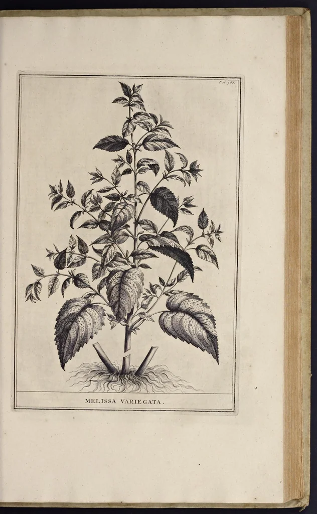 An illustration from Naauwkeurige beschryving der aardgewassen : waar in de veelerley aart en bijzondere eigenschappen der boomen, heesters, kruyden, bloemen, met haare vrugten, zaden, wortelen en bollen, neevens derzelver waare voort-teeling, gelukkige aanwinning, en heylzaame genees-krachten : na een veel-jarige oeffening en eigen ondervinding, in drie onderscheide boeken, naauwkeuriglijk beschreeven worden, 1696, leaf 140