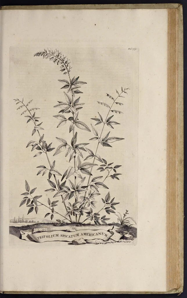An illustration from Naauwkeurige beschryving der aardgewassen : waar in de veelerley aart en bijzondere eigenschappen der boomen, heesters, kruyden, bloemen, met haare vrugten, zaden, wortelen en bollen, neevens derzelver waare voort-teeling, gelukkige aanwinning, en heylzaame genees-krachten : na een veel-jarige oeffening en eigen ondervinding, in drie onderscheide boeken, naauwkeuriglijk beschreeven worden, 1696, leaf 152