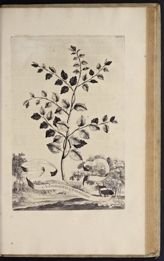 An illustration from Naauwkeurige beschryving der aardgewassen : waar in de veelerley aart en bijzondere eigenschappen der boomen, heesters, kruyden, bloemen, met haare vrugten, zaden, wortelen en bollen, neevens derzelver waare voort-teeling, gelukkige aanwinning, en heylzaame genees-krachten : na een veel-jarige oeffening en eigen ondervinding, in drie onderscheide boeken, naauwkeuriglijk beschreeven worden, 1696, leaf 158