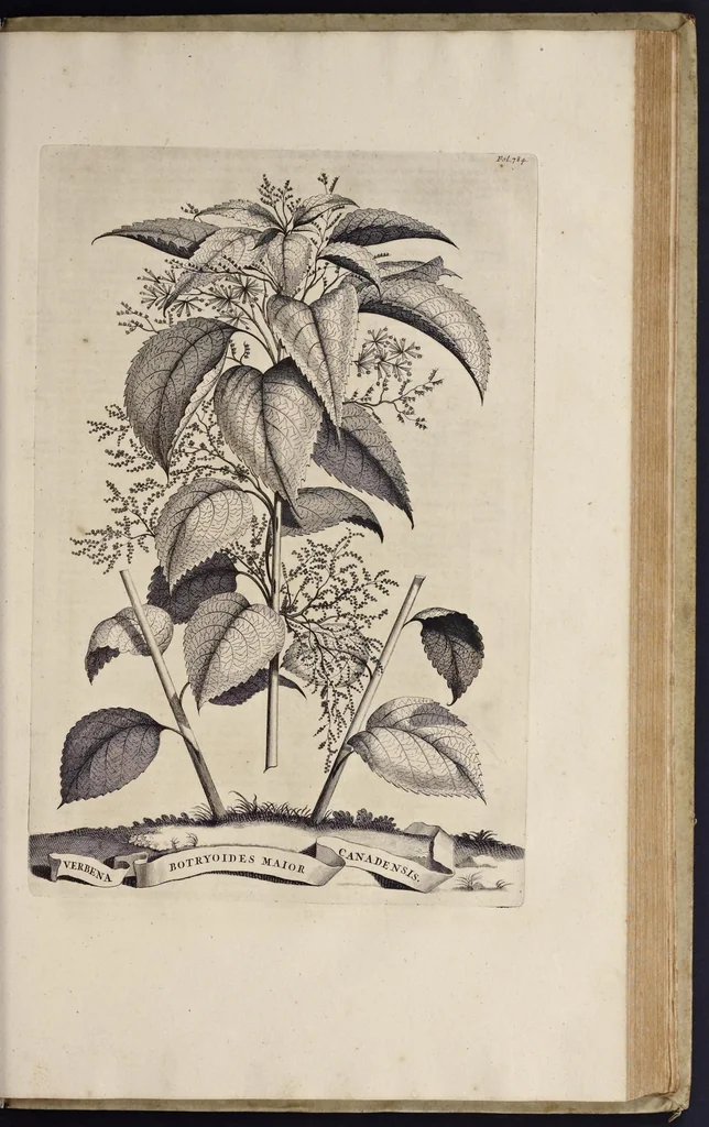 An illustration from Naauwkeurige beschryving der aardgewassen : waar in de veelerley aart en bijzondere eigenschappen der boomen, heesters, kruyden, bloemen, met haare vrugten, zaden, wortelen en bollen, neevens derzelver waare voort-teeling, gelukkige aanwinning, en heylzaame genees-krachten : na een veel-jarige oeffening en eigen ondervinding, in drie onderscheide boeken, naauwkeuriglijk beschreeven worden, 1696, leaf 170