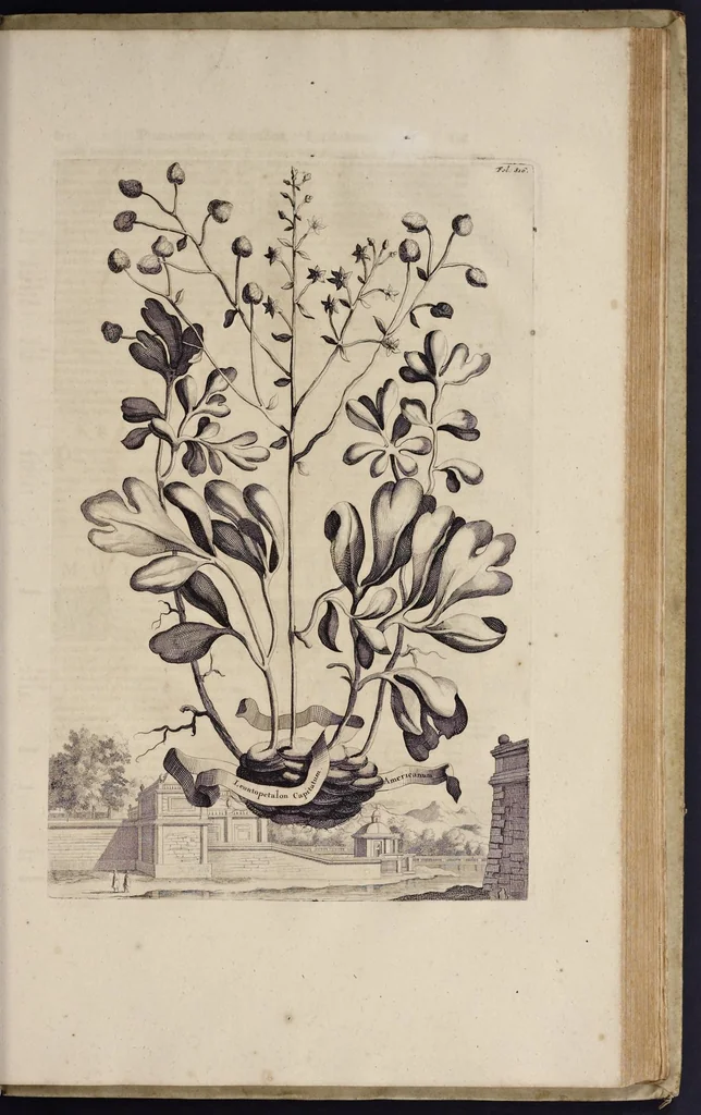 An illustration from Naauwkeurige beschryving der aardgewassen : waar in de veelerley aart en bijzondere eigenschappen der boomen, heesters, kruyden, bloemen, met haare vrugten, zaden, wortelen en bollen, neevens derzelver waare voort-teeling, gelukkige aanwinning, en heylzaame genees-krachten : na een veel-jarige oeffening en eigen ondervinding, in drie onderscheide boeken, naauwkeuriglijk beschreeven worden, 1696, leaf 192