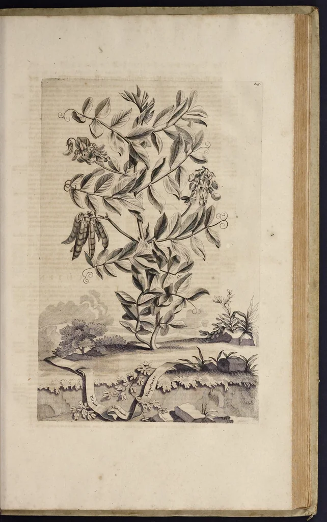 An illustration from Naauwkeurige beschryving der aardgewassen : waar in de veelerley aart en bijzondere eigenschappen der boomen, heesters, kruyden, bloemen, met haare vrugten, zaden, wortelen en bollen, neevens derzelver waare voort-teeling, gelukkige aanwinning, en heylzaame genees-krachten : na een veel-jarige oeffening en eigen ondervinding, in drie onderscheide boeken, naauwkeuriglijk beschreeven worden, 1696, leaf 200