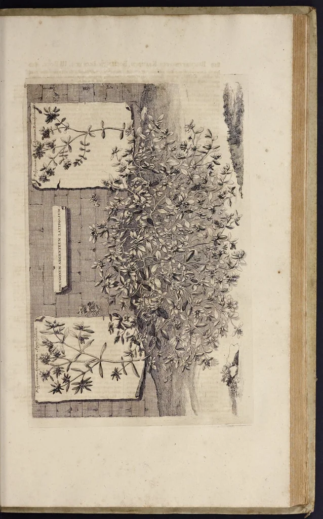 An illustration from Naauwkeurige beschryving der aardgewassen : waar in de veelerley aart en bijzondere eigenschappen der boomen, heesters, kruyden, bloemen, met haare vrugten, zaden, wortelen en bollen, neevens derzelver waare voort-teeling, gelukkige aanwinning, en heylzaame genees-krachten : na een veel-jarige oeffening en eigen ondervinding, in drie onderscheide boeken, naauwkeuriglijk beschreeven worden, 1696, leaf 204