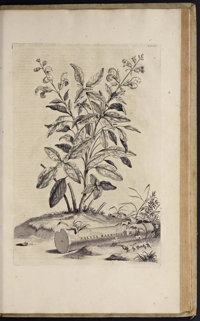 An illustration from Naauwkeurige beschryving der aardgewassen : waar in de veelerley aart en bijzondere eigenschappen der boomen, heesters, kruyden, bloemen, met haare vrugten, zaden, wortelen en bollen, neevens derzelver waare voort-teeling, gelukkige aanwinning, en heylzaame genees-krachten : na een veel-jarige oeffening en eigen ondervinding, in drie onderscheide boeken, naauwkeuriglijk beschreeven worden, 1696, leaf 226
