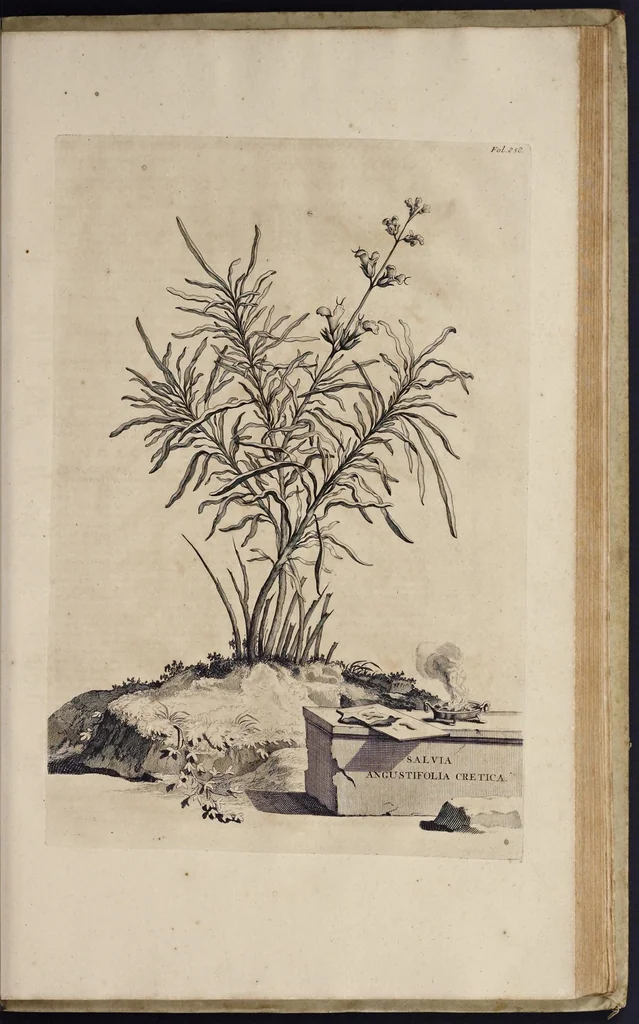 An illustration from Naauwkeurige beschryving der aardgewassen : waar in de veelerley aart en bijzondere eigenschappen der boomen, heesters, kruyden, bloemen, met haare vrugten, zaden, wortelen en bollen, neevens derzelver waare voort-teeling, gelukkige aanwinning, en heylzaame genees-krachten : na een veel-jarige oeffening en eigen ondervinding, in drie onderscheide boeken, naauwkeuriglijk beschreeven worden, 1696, leaf 230