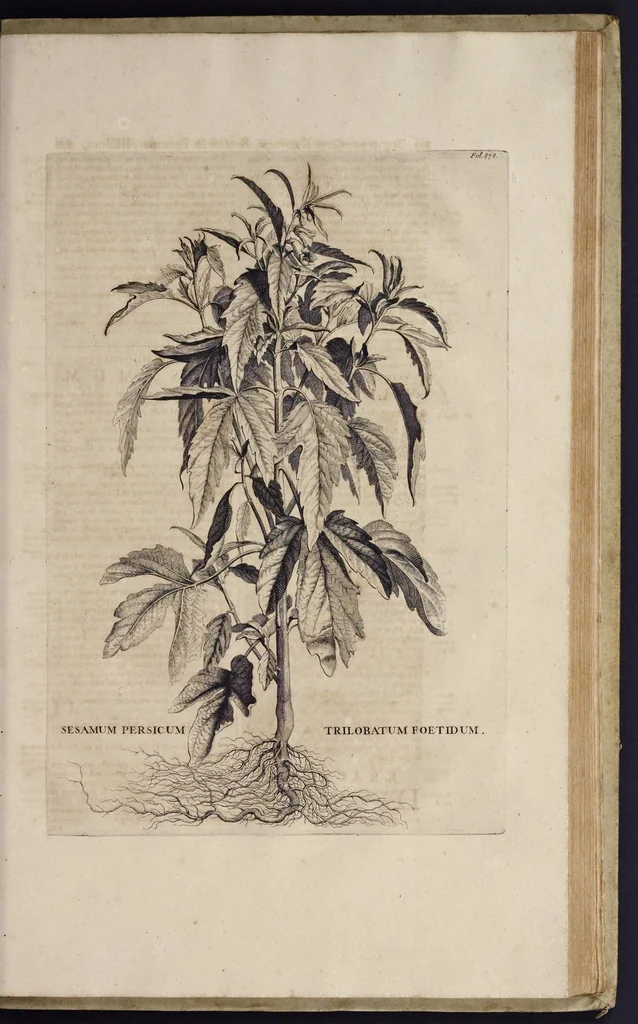 An illustration from Naauwkeurige beschryving der aardgewassen : waar in de veelerley aart en bijzondere eigenschappen der boomen, heesters, kruyden, bloemen, met haare vrugten, zaden, wortelen en bollen, neevens derzelver waare voort-teeling, gelukkige aanwinning, en heylzaame genees-krachten : na een veel-jarige oeffening en eigen ondervinding, in drie onderscheide boeken, naauwkeuriglijk beschreeven worden, 1696, leaf 244