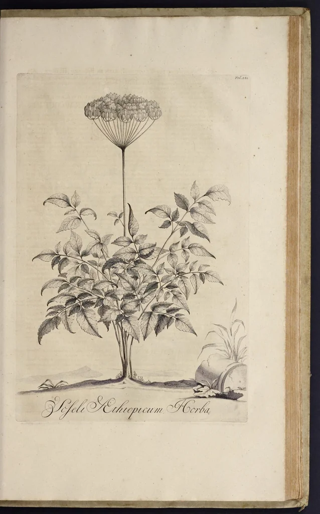 An illustration from Naauwkeurige beschryving der aardgewassen : waar in de veelerley aart en bijzondere eigenschappen der boomen, heesters, kruyden, bloemen, met haare vrugten, zaden, wortelen en bollen, neevens derzelver waare voort-teeling, gelukkige aanwinning, en heylzaame genees-krachten : na een veel-jarige oeffening en eigen ondervinding, in drie onderscheide boeken, naauwkeuriglijk beschreeven worden, 1696, leaf 248