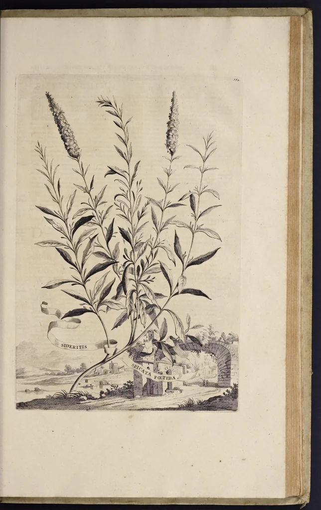 An illustration from Naauwkeurige beschryving der aardgewassen : waar in de veelerley aart en bijzondere eigenschappen der boomen, heesters, kruyden, bloemen, met haare vrugten, zaden, wortelen en bollen, neevens derzelver waare voort-teeling, gelukkige aanwinning, en heylzaame genees-krachten : na een veel-jarige oeffening en eigen ondervinding, in drie onderscheide boeken, naauwkeuriglijk beschreeven worden, 1696, leaf 250