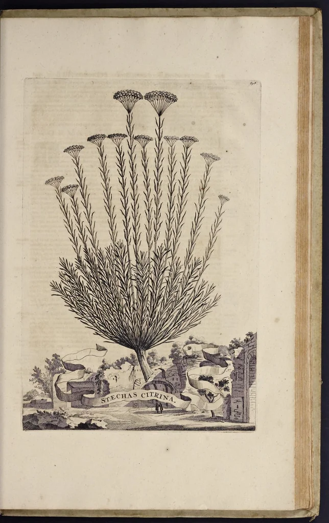 An illustration from Naauwkeurige beschryving der aardgewassen : waar in de veelerley aart en bijzondere eigenschappen der boomen, heesters, kruyden, bloemen, met haare vrugten, zaden, wortelen en bollen, neevens derzelver waare voort-teeling, gelukkige aanwinning, en heylzaame genees-krachten : na een veel-jarige oeffening en eigen ondervinding, in drie onderscheide boeken, naauwkeuriglijk beschreeven worden, 1696, leaf 260
