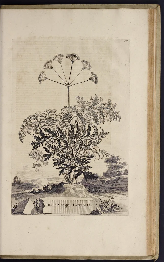 An illustration from Naauwkeurige beschryving der aardgewassen : waar in de veelerley aart en bijzondere eigenschappen der boomen, heesters, kruyden, bloemen, met haare vrugten, zaden, wortelen en bollen, neevens derzelver waare voort-teeling, gelukkige aanwinning, en heylzaame genees-krachten : na een veel-jarige oeffening en eigen ondervinding, in drie onderscheide boeken, naauwkeuriglijk beschreeven worden, 1696, leaf 264