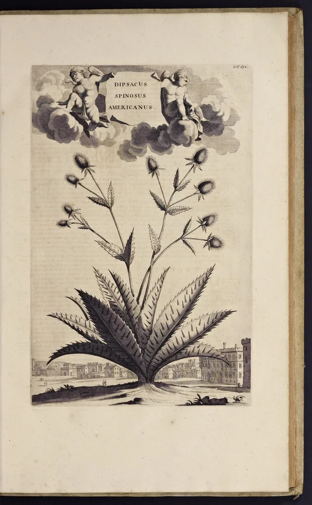 An illustration from Naauwkeurige beschryving der aardgewassen : waar in de veelerley aart en bijzondere eigenschappen der boomen, heesters, kruyden, bloemen, met haare vrugten, zaden, wortelen en bollen, neevens derzelver waare voort-teeling, gelukkige aanwinning, en heylzaame genees-krachten : na een veel-jarige oeffening en eigen ondervinding, in drie onderscheide boeken, naauwkeuriglijk beschreeven worden, 1696, leaf 32