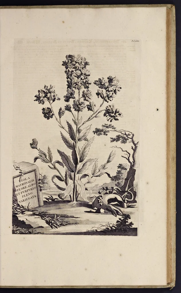 An illustration from Naauwkeurige beschryving der aardgewassen : waar in de veelerley aart en bijzondere eigenschappen der boomen, heesters, kruyden, bloemen, met haare vrugten, zaden, wortelen en bollen, neevens derzelver waare voort-teeling, gelukkige aanwinning, en heylzaame genees-krachten : na een veel-jarige oeffening en eigen ondervinding, in drie onderscheide boeken, naauwkeuriglijk beschreeven worden, 1696, leaf 42