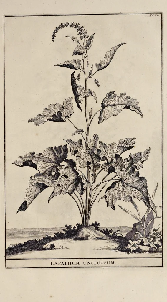 An illustration from Naauwkeurige beschryving der aardgewassen : waar in de veelerley aart en bijzondere eigenschappen der boomen, heesters, kruyden, bloemen, met haare vrugten, zaden, wortelen en bollen, neevens derzelver waare voort-teeling, gelukkige aanwinning, en heylzaame genees-krachten : na een veel-jarige oeffening en eigen ondervinding, in drie onderscheide boeken, naauwkeuriglijk beschreeven worden, 1696, leaf 54
