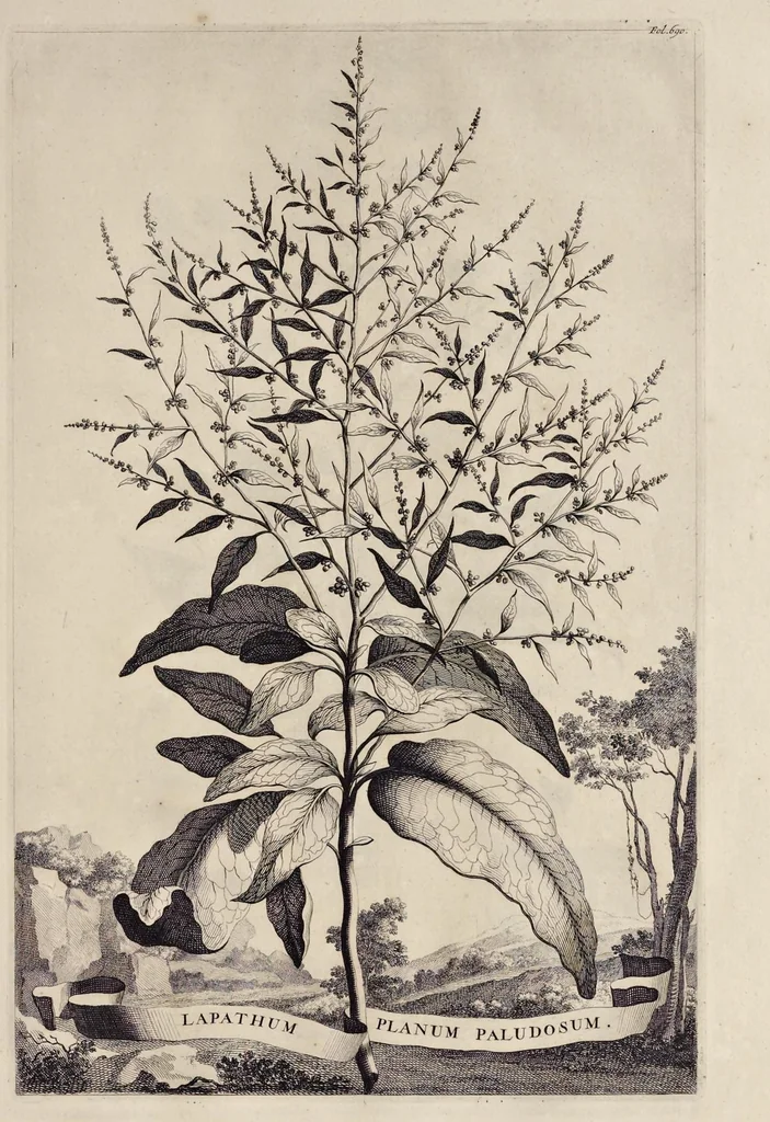 An illustration from Naauwkeurige beschryving der aardgewassen : waar in de veelerley aart en bijzondere eigenschappen der boomen, heesters, kruyden, bloemen, met haare vrugten, zaden, wortelen en bollen, neevens derzelver waare voort-teeling, gelukkige aanwinning, en heylzaame genees-krachten : na een veel-jarige oeffening en eigen ondervinding, in drie onderscheide boeken, naauwkeuriglijk beschreeven worden, 1696, leaf 60
