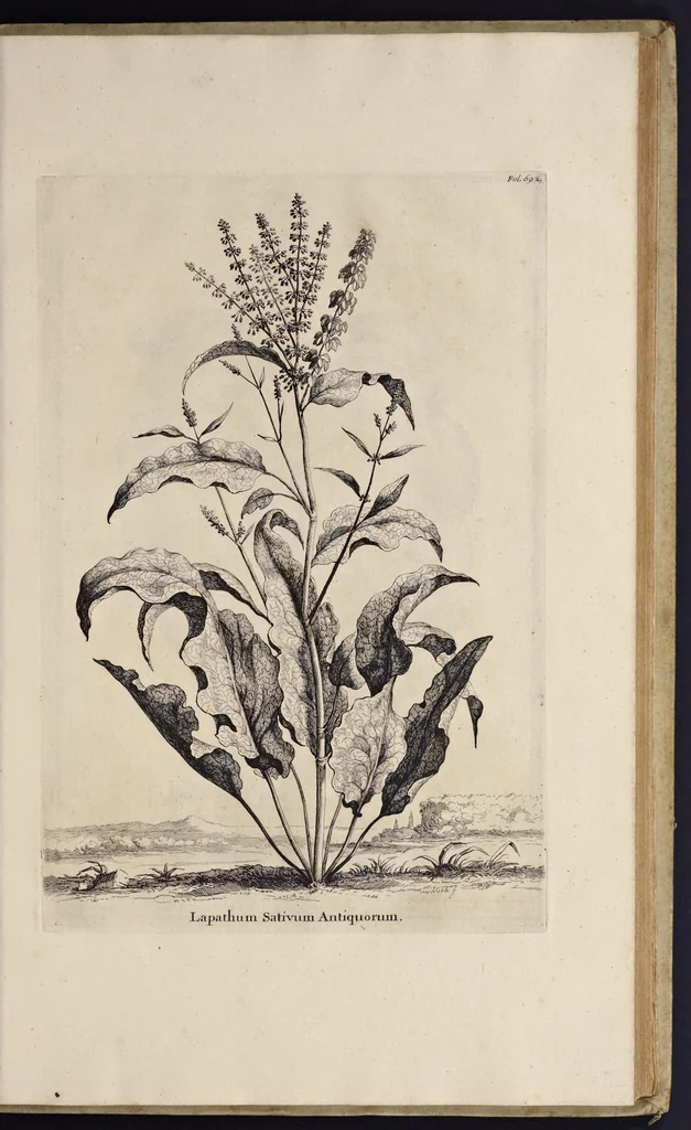 An illustration from Naauwkeurige beschryving der aardgewassen : waar in de veelerley aart en bijzondere eigenschappen der boomen, heesters, kruyden, bloemen, met haare vrugten, zaden, wortelen en bollen, neevens derzelver waare voort-teeling, gelukkige aanwinning, en heylzaame genees-krachten : na een veel-jarige oeffening en eigen ondervinding, in drie onderscheide boeken, naauwkeuriglijk beschreeven worden, 1696, leaf 72