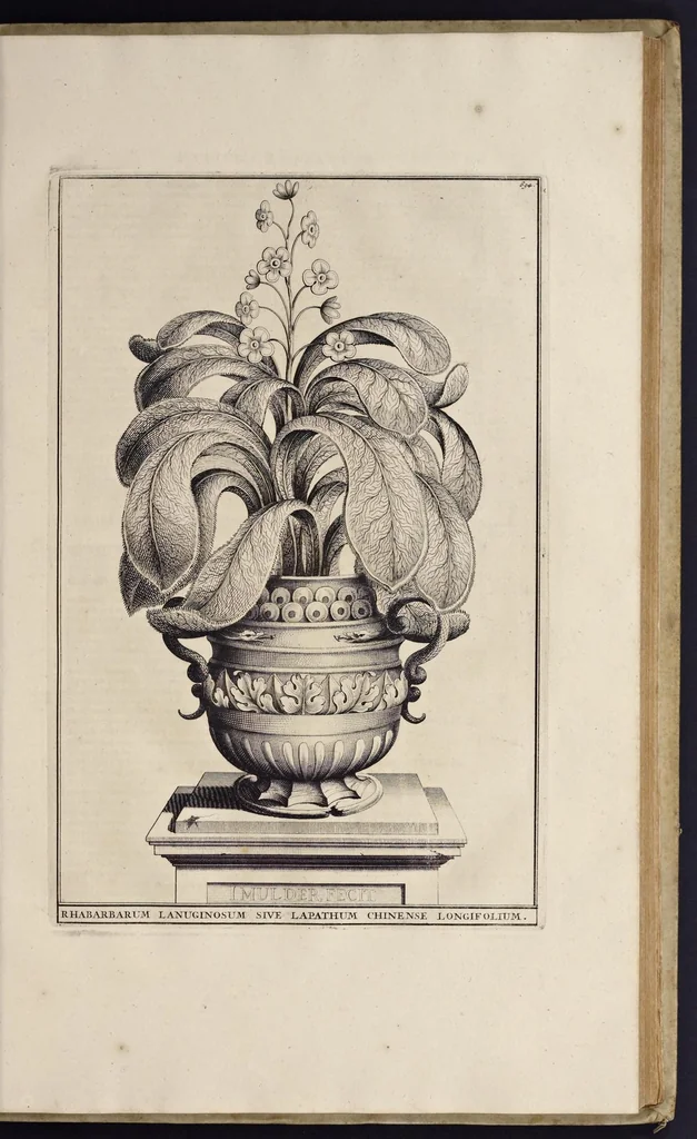 An illustration from Naauwkeurige beschryving der aardgewassen : waar in de veelerley aart en bijzondere eigenschappen der boomen, heesters, kruyden, bloemen, met haare vrugten, zaden, wortelen en bollen, neevens derzelver waare voort-teeling, gelukkige aanwinning, en heylzaame genees-krachten : na een veel-jarige oeffening en eigen ondervinding, in drie onderscheide boeken, naauwkeuriglijk beschreeven worden, 1696, leaf 74
