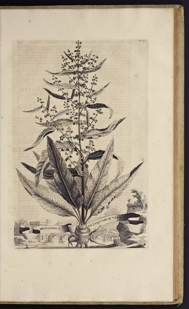 An illustration from Naauwkeurige beschryving der aardgewassen : waar in de veelerley aart en bijzondere eigenschappen der boomen, heesters, kruyden, bloemen, met haare vrugten, zaden, wortelen en bollen, neevens derzelver waare voort-teeling, gelukkige aanwinning, en heylzaame genees-krachten : na een veel-jarige oeffening en eigen ondervinding, in drie onderscheide boeken, naauwkeuriglijk beschreeven worden, 1696, leaf 78