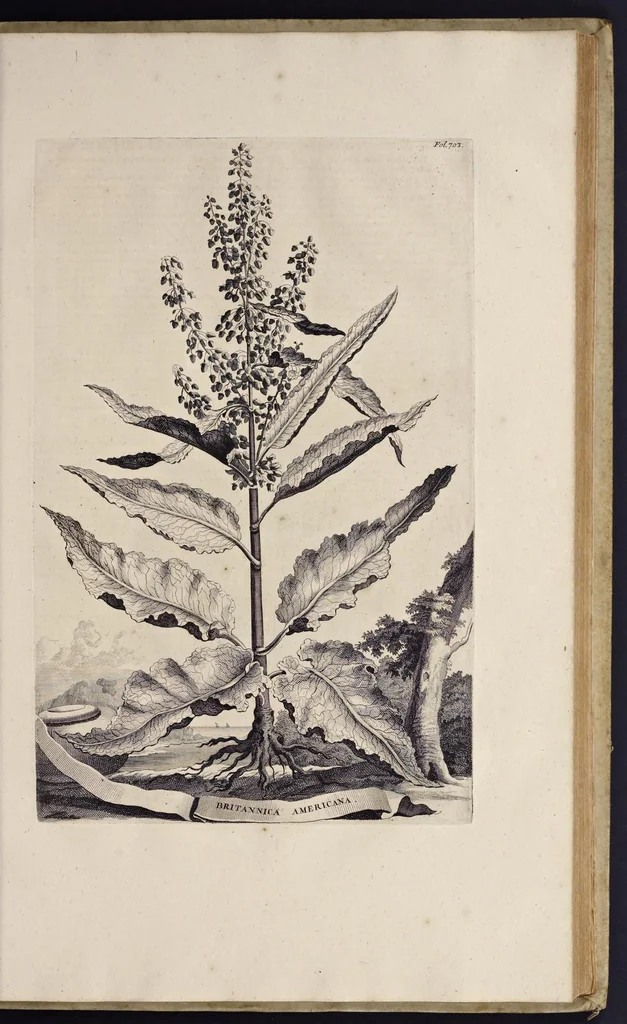 An illustration from Naauwkeurige beschryving der aardgewassen : waar in de veelerley aart en bijzondere eigenschappen der boomen, heesters, kruyden, bloemen, met haare vrugten, zaden, wortelen en bollen, neevens derzelver waare voort-teeling, gelukkige aanwinning, en heylzaame genees-krachten : na een veel-jarige oeffening en eigen ondervinding, in drie onderscheide boeken, naauwkeuriglijk beschreeven worden, 1696, leaf 84