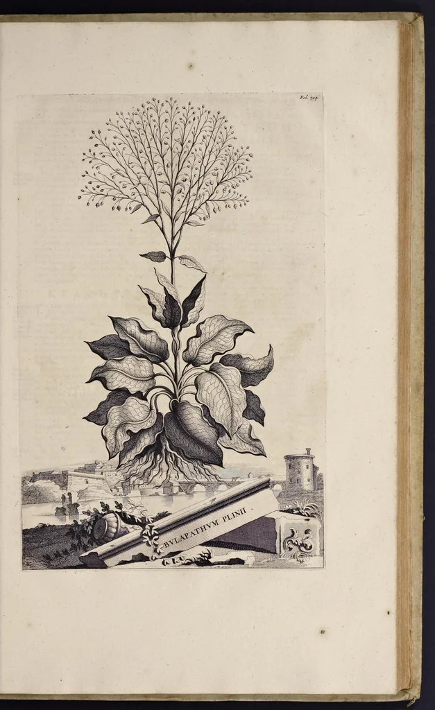 An illustration from Naauwkeurige beschryving der aardgewassen : waar in de veelerley aart en bijzondere eigenschappen der boomen, heesters, kruyden, bloemen, met haare vrugten, zaden, wortelen en bollen, neevens derzelver waare voort-teeling, gelukkige aanwinning, en heylzaame genees-krachten : na een veel-jarige oeffening en eigen ondervinding, in drie onderscheide boeken, naauwkeuriglijk beschreeven worden, 1696, leaf 86