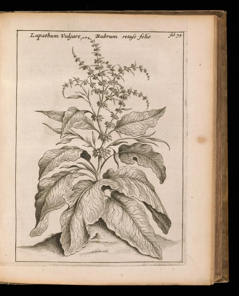 An illustration from De vera antiquorum herba Britannica : ejusdemque efficacia contra stomacaccen, seu scelotyrben, Frisiis et Batavis de scheurbuyck : dissertatio historico-medica, 1681, leaf 138