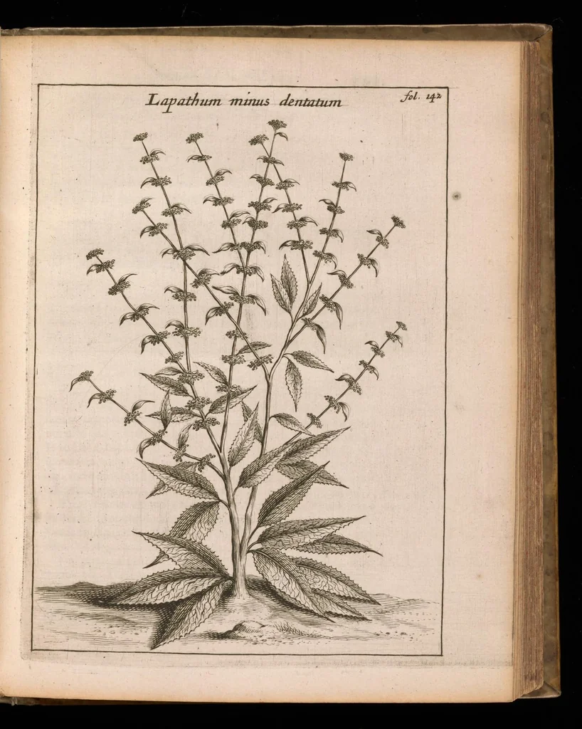 An illustration from De vera antiquorum herba Britannica : ejusdemque efficacia contra stomacaccen, seu scelotyrben, Frisiis et Batavis de scheurbuyck : dissertatio historico-medica, 1681, leaf 220