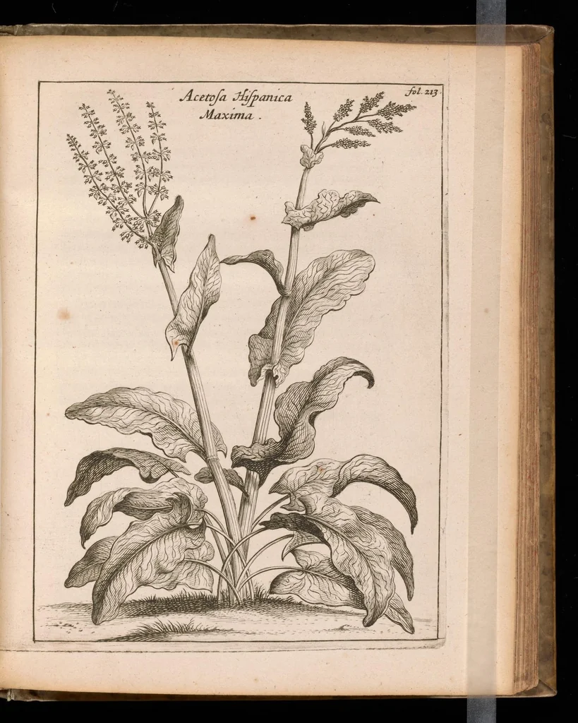 An illustration from De vera antiquorum herba Britannica : ejusdemque efficacia contra stomacaccen, seu scelotyrben, Frisiis et Batavis de scheurbuyck : dissertatio historico-medica, 1681, leaf 304